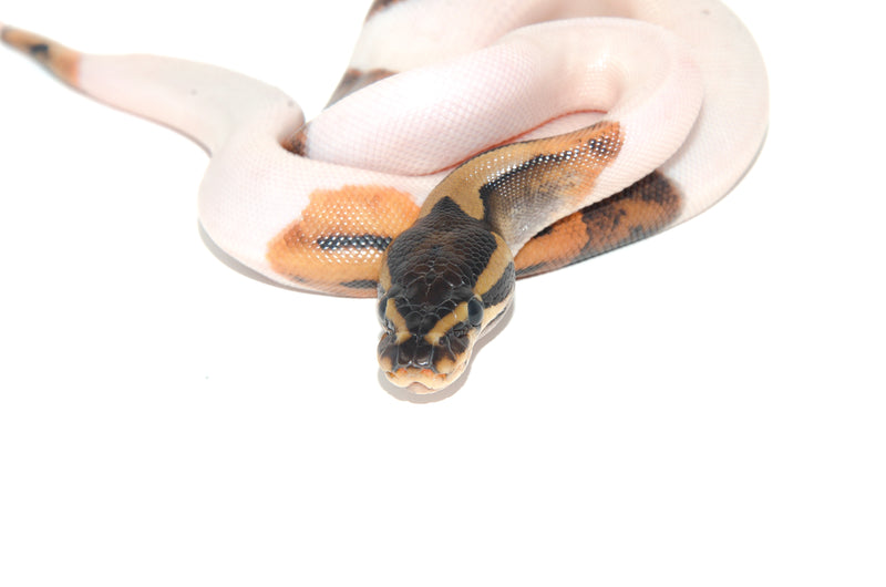 Pied Ball Python (Python regius)